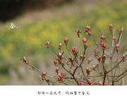 ��������⡿����ʮ�����飬����ɽ�����